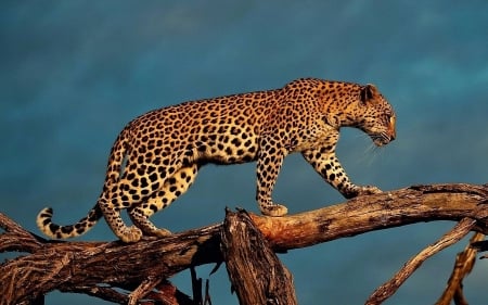 Big Cat - leopard, 4K, branch, feline