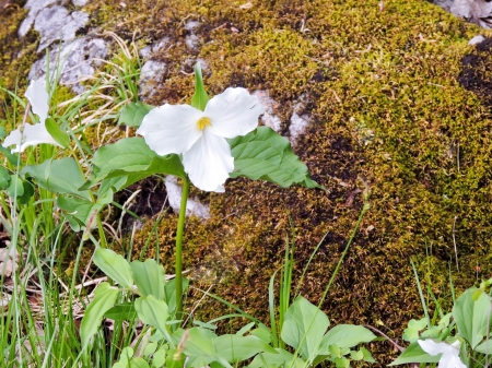 Pretty Trilliums - Trilliums, Nature, Spring, Forest, Photography