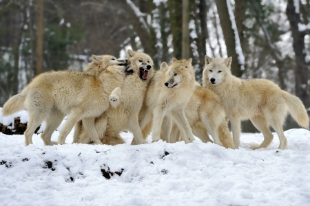 Wolf Pack - nature, snow, forest, animals, wolves