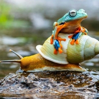 FROG AND SNAIL