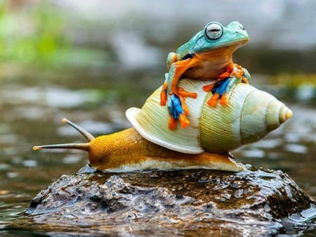 FROG AND SNAIL