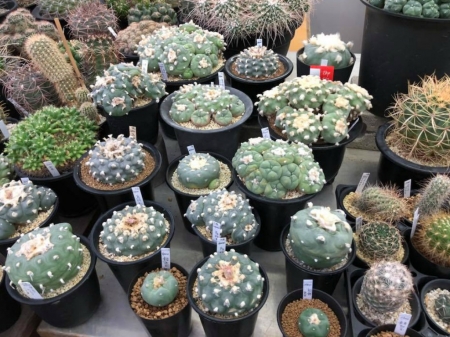 CACTUS PLANTS - image, plants, cactus, nature