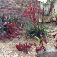 KANGAROO PAWS AND ORCHIDS