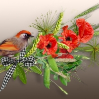 Bird & Poppies