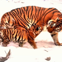 Tigers