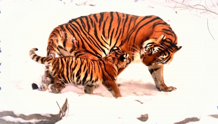 Tigers - winter, mother, cub, snow