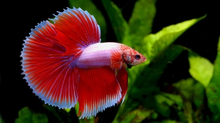 Red Betta Fish - Betta, Water, Red, Aquarium, Fish