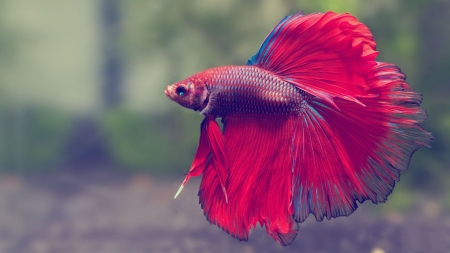 Red Betta Fish - aquarium, red, water, fish, betta