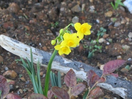 PRETTY DAFFODIL - IMAGE, FLOWER, DAFFODIL, PRETTY