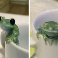 CUTE FROG ON CUP