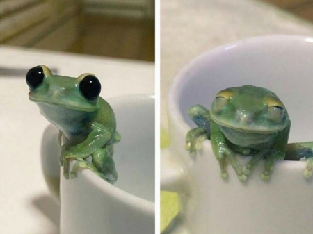 CUTE FROG ON CUP - CUTE, IMAGE, NATURE, FROG