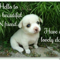 DN FRIEND