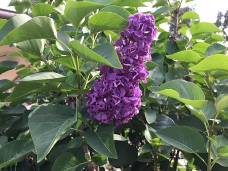 LOVELY LILACS - LILACS, IMAGE, LOVELY, FLOWERS