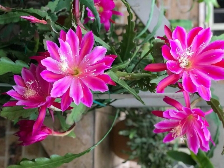 PRETTY CACTUS FLOWERS