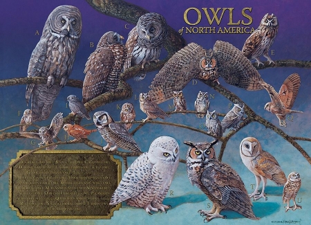 Owls of North America - birds, raptors, artwork, register, portraits