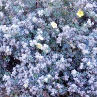 Frost On A Flower Bush