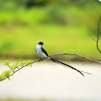 Long-tailed bird