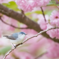 Blue-Gray Gnatcatcher Bird