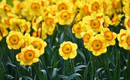 Daffodils - floower, yellow, daffodil, green, mabel amber, spring