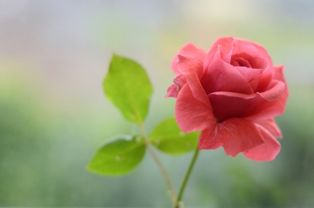 A rose - green, trandafir, rose, flower, pink