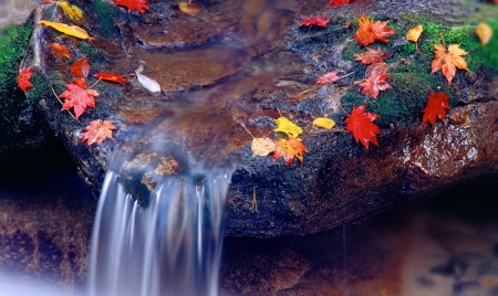 Nature - river, water, nature, spring, leaves