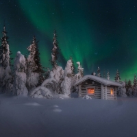 Winter Forest