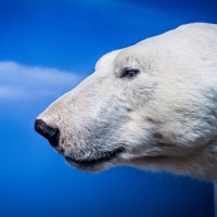 Polar bear