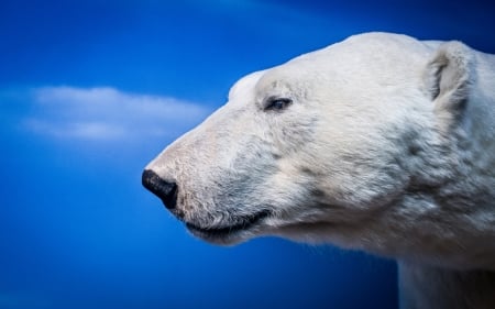 Polar bear - urs polar, white, face, blue, polar bear, animal