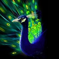 Peacock