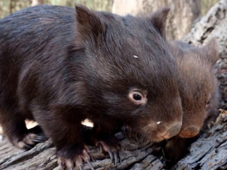 TWO WOMBATS - CUTE, WOMBATS, IMAGE, TWO