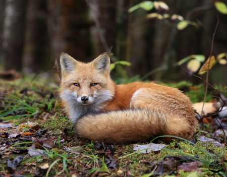  Taking a rest.... - Fur, Red, Resting, Fox