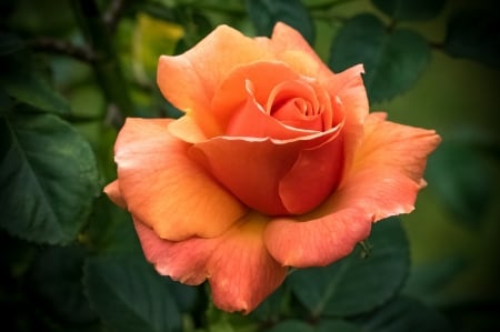 Rose - trandafir, rose, flower, orange