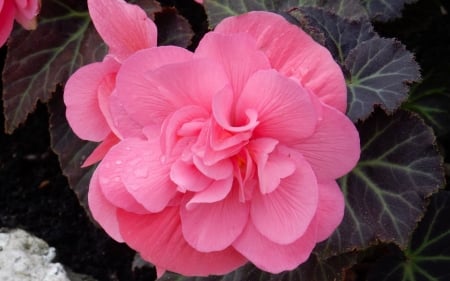 Begonia - begonia, rose, flower, pink