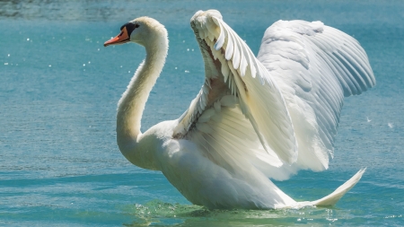 Swan - Sean, Lake, Bird, Wings