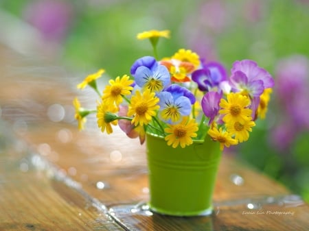 Flowers - flower, pink, pansy, bucket, spring, yellow, colorful, green