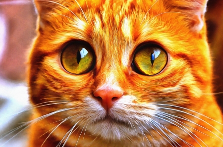 :) - cat, eyes, pisici, funny, fantasy, ginger, face, luminos, orange, cute