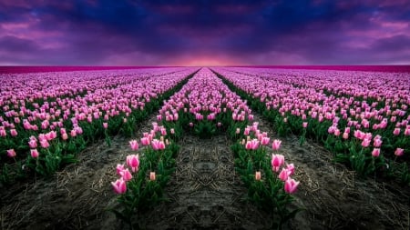 Endless Rows of Tulips - holland, tulips, endless, rows, pink