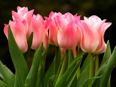 Pink Color Tulips - tulips, nature, spring, flower, pink