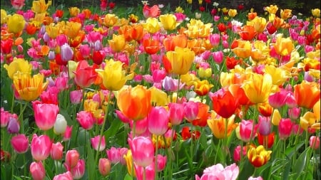 Festa of flowers - flowers, colorful, tulips, bulb, feista, spring