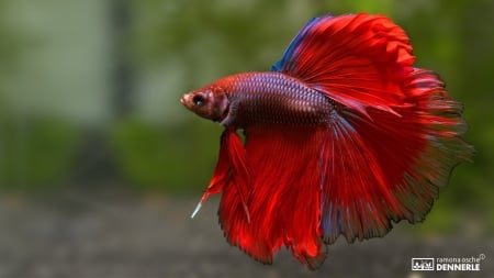 Betta Fish - Betta, Aquarium, Red, Fish