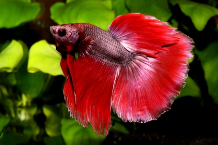 Red Betta Fish - Betta, Aquarium, Red, Fish