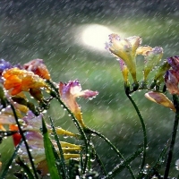 Spring Rain