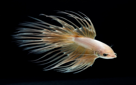 Betta Fish - Betta, Aquarium, Water, Fish