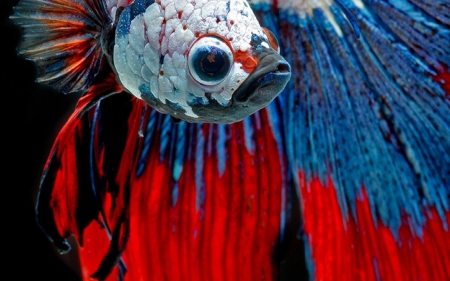 Betta Fish - Betta, Red, Fish, Blue