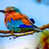 colourful bird