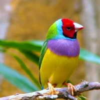 colourful bird