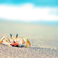 sand crab