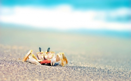 sand crab - crab, water, sand, beach