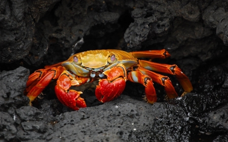 mud crab - animal, dirt, mud, crab