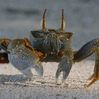 sand crab